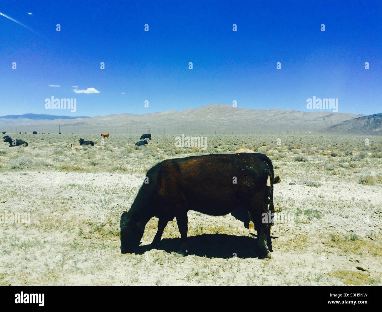 Vaca en un rango abierto en Utah Foto de stock