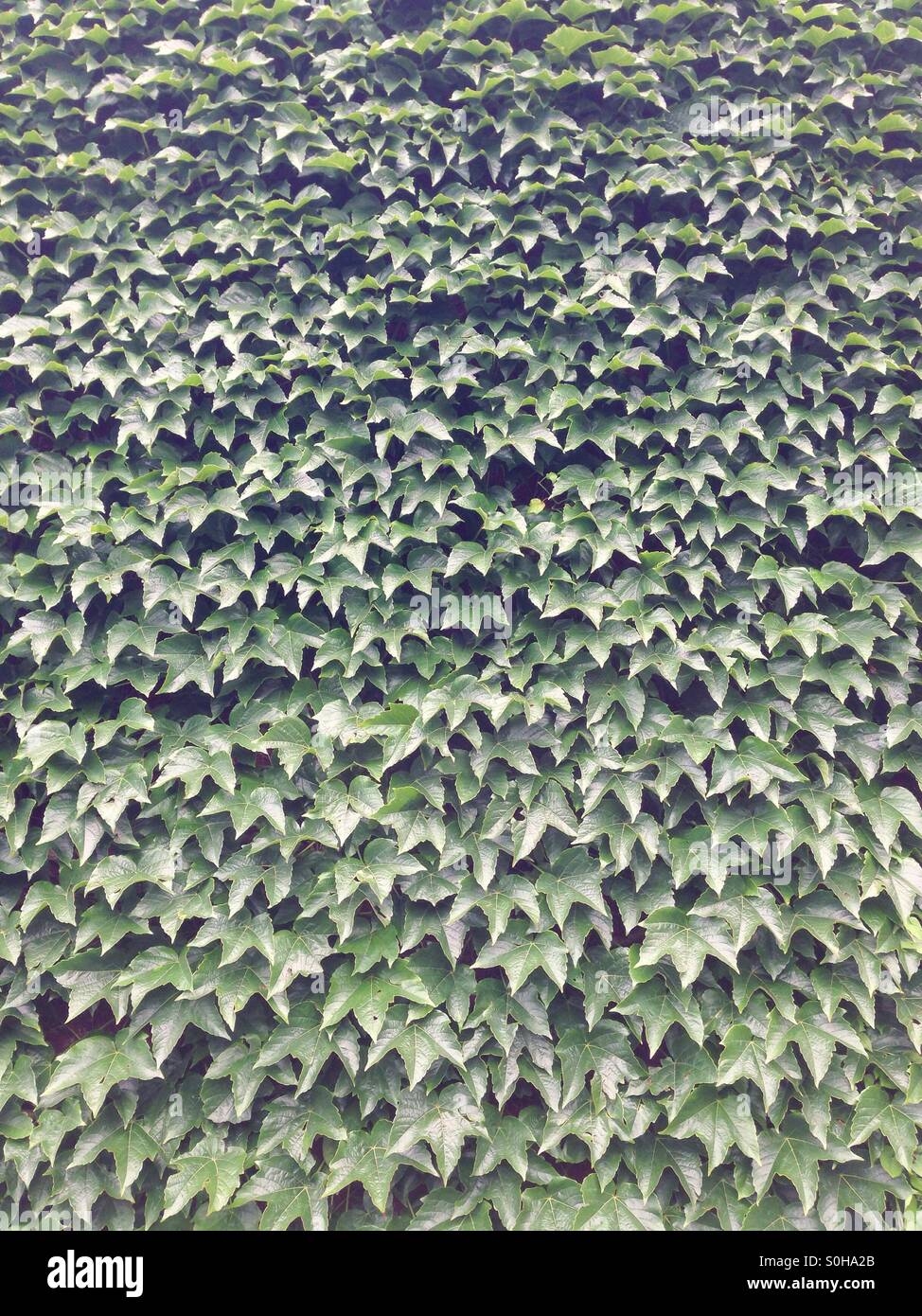 Hoja de vino fotografías e imágenes de alta resolución Alamy