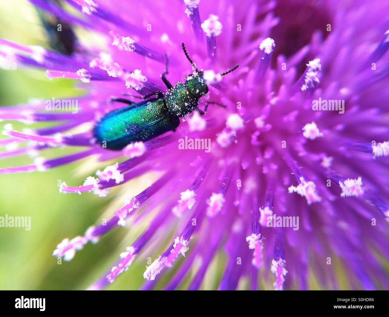 Escarabajo verde y azul brillante Foto de stock