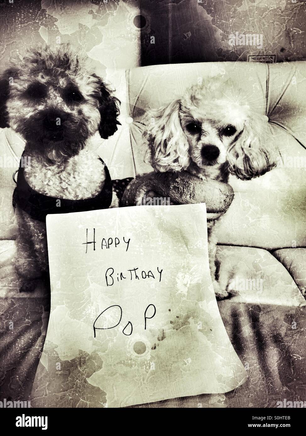 Felicitaciones de cumpleaños de los perros Fotografía de stock - Alamy