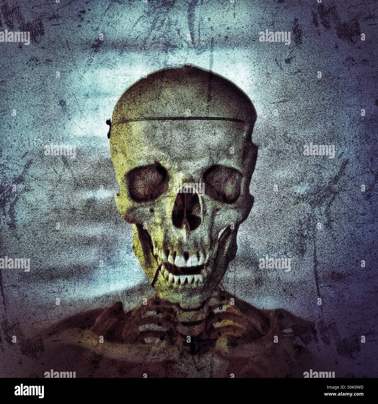 Esqueleto anatómico Foto de stock
