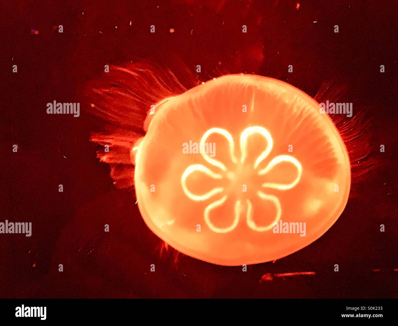 Flor de medusas fotografías e imágenes de alta resolución - Alamy