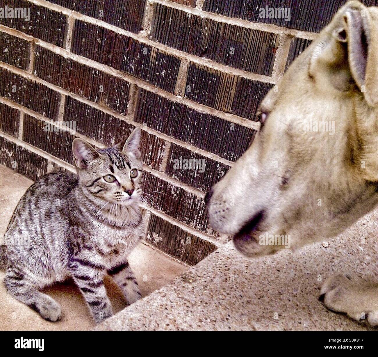 Mirar hacia abajo entre el perro y gato Foto de stock