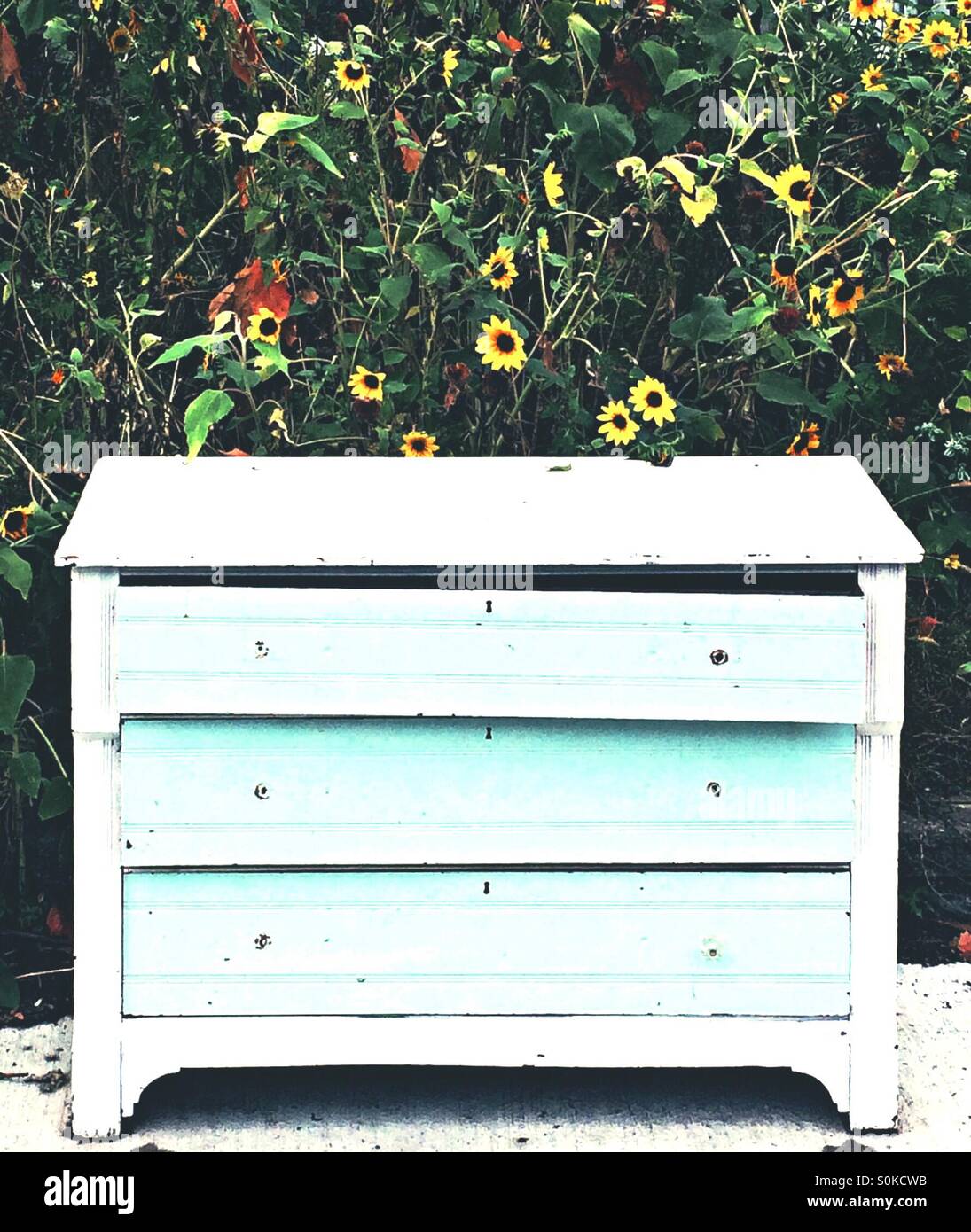 Los muebles antiguos en un jardín girasol Fotografía de stock Alamy