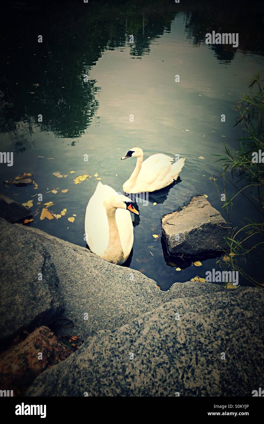 Silencio cisnes Foto de stock