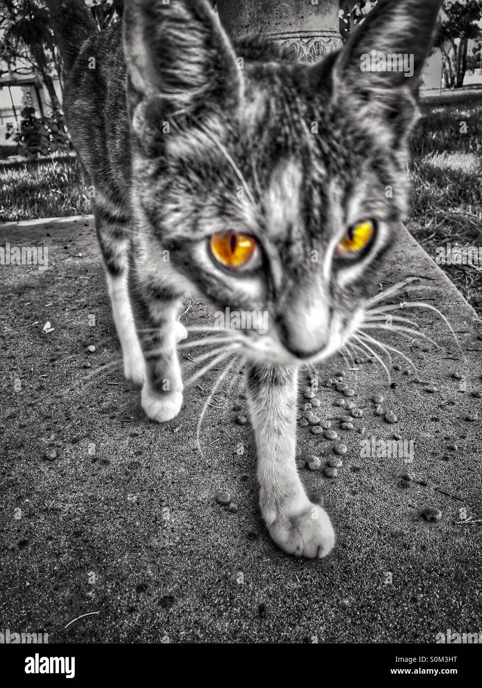 Gato con ojos de oro Foto de stock