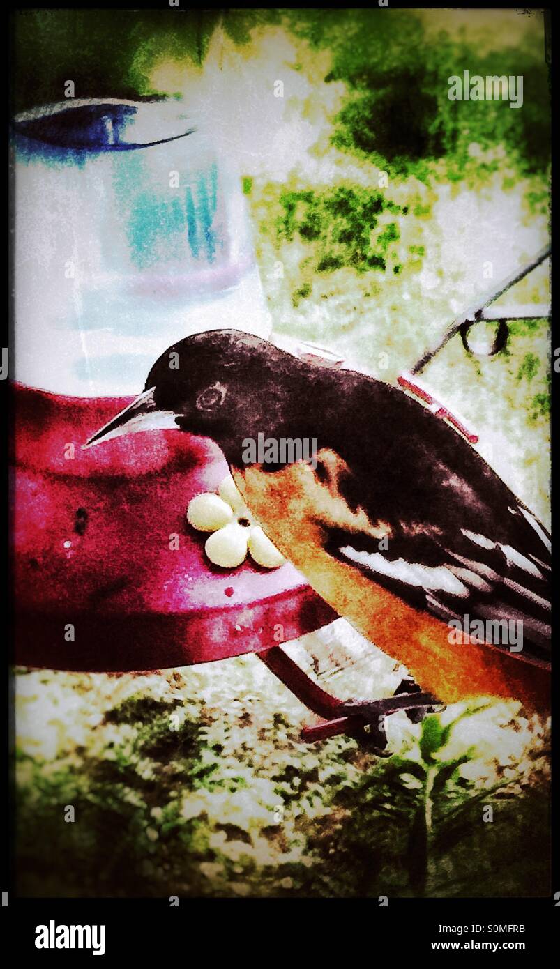 Baltimore oriole en un alimentador de colibrí Foto de stock
