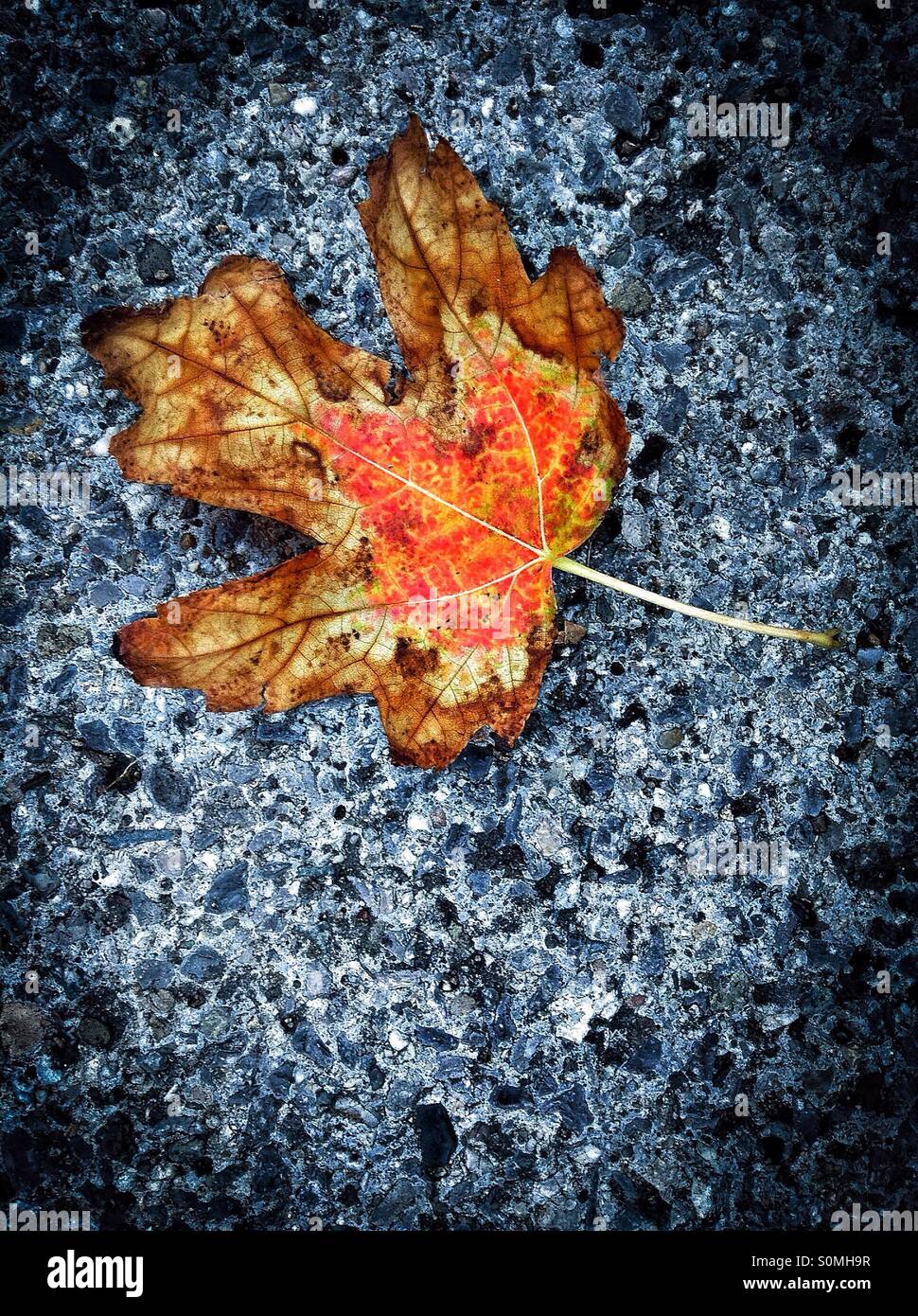 Colores de otoño sobre el asfalto. Hojas de colores en el suelo. Foto de stock