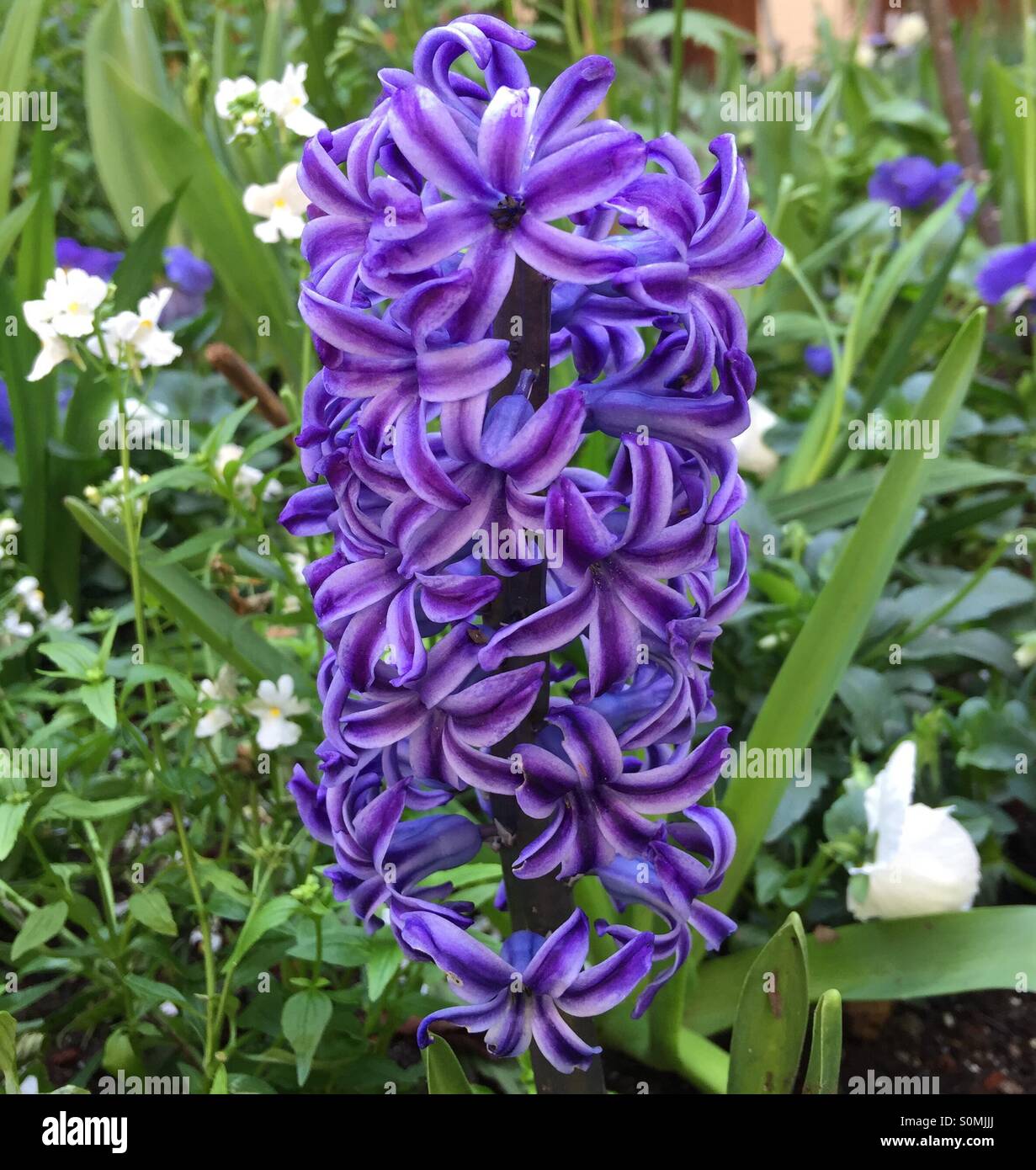 Flor de jacinto púrpura Foto de stock