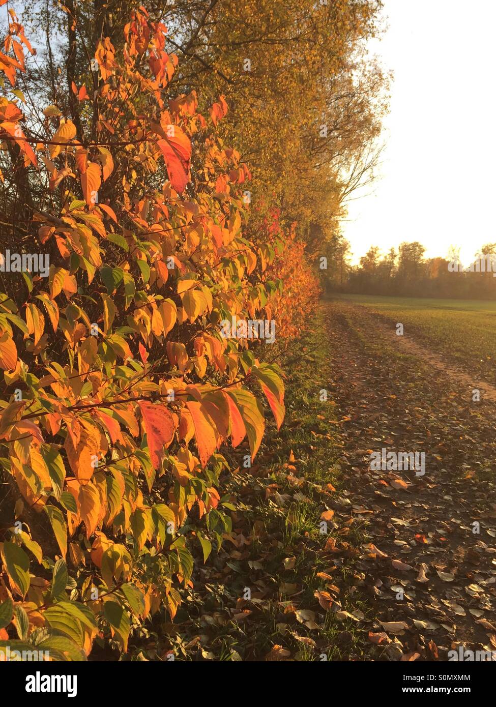 Eines Feldweges Herbstlaub am Rande en Oberschleissheim bei München Foto de stock