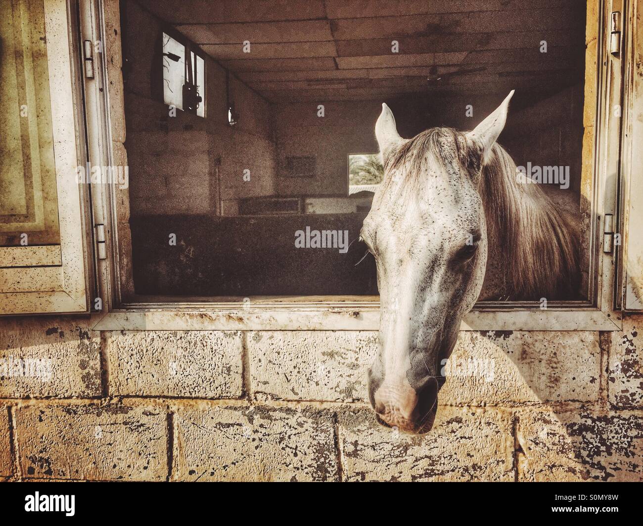 En un establo de caballos Fotografía de stock - Alamy