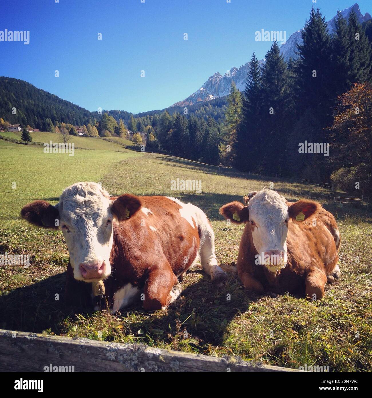 Dos vacas de Tirol del Sur, Italia Foto de stock