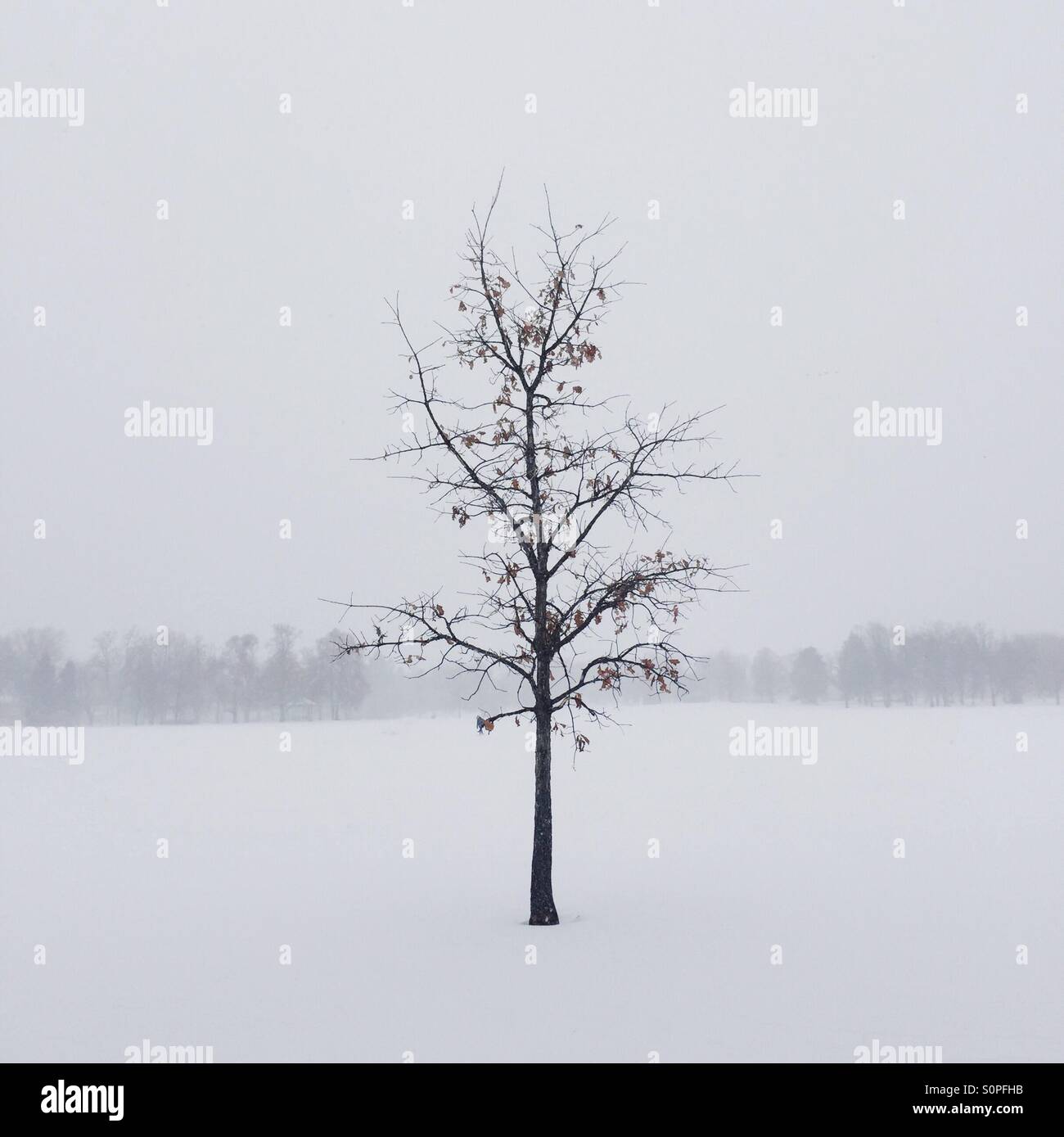 Casi invierno. Foto de stock