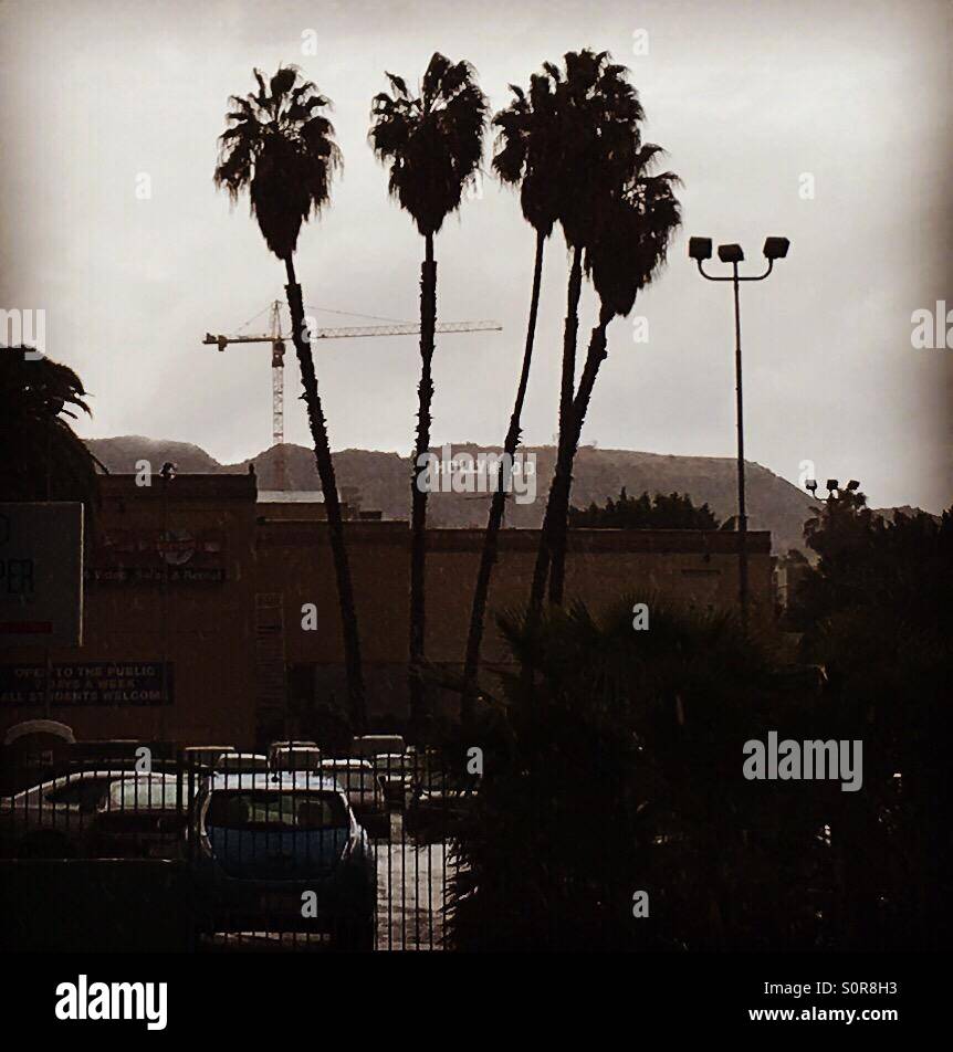 Cartel de Hollywood a través de las palmeras húmedo Foto de stock