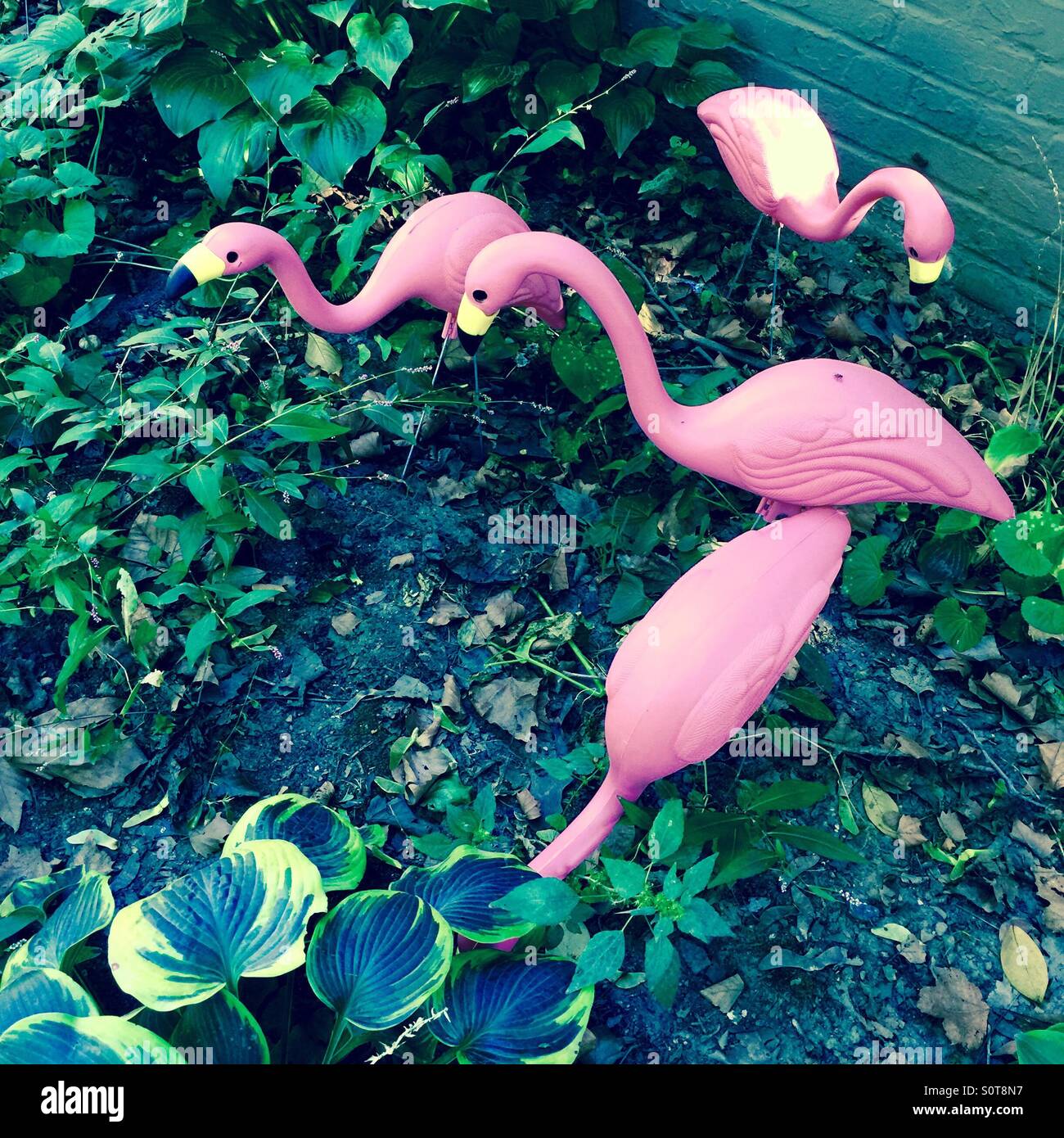 Los flamencos rosas de plástico. Foto de stock