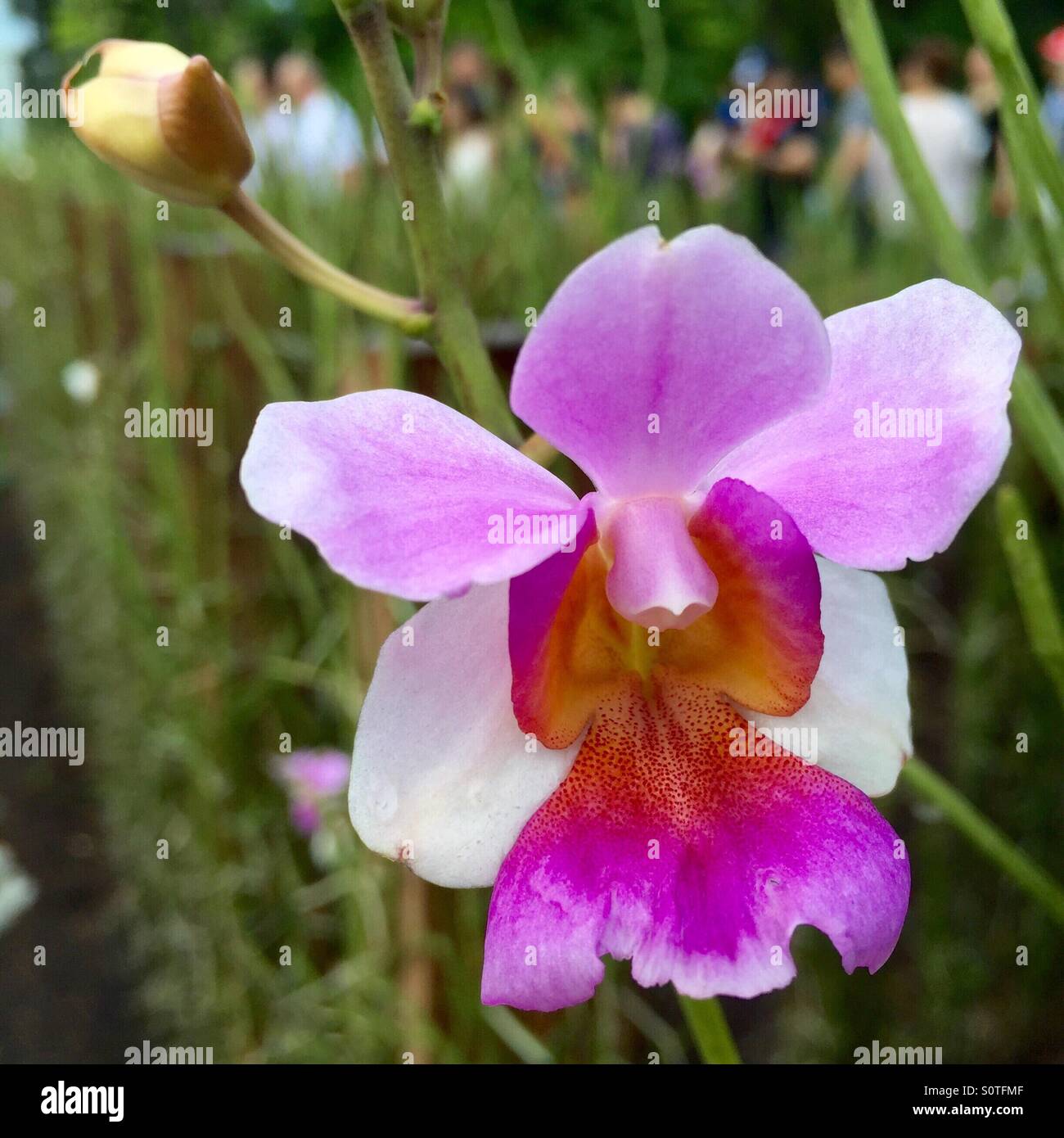 Flor de orquídea, o conocido como van der miss Joaquim, en plena floración en Singapur. Foto de stock