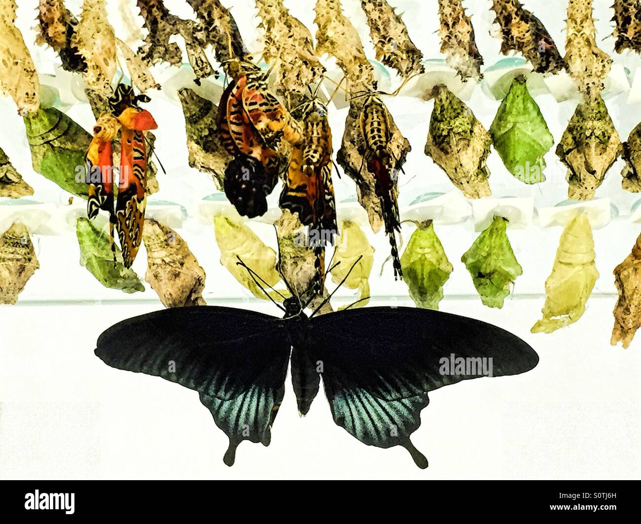 Hermosa mariposa negra colgando de su crisálida. Foto de stock