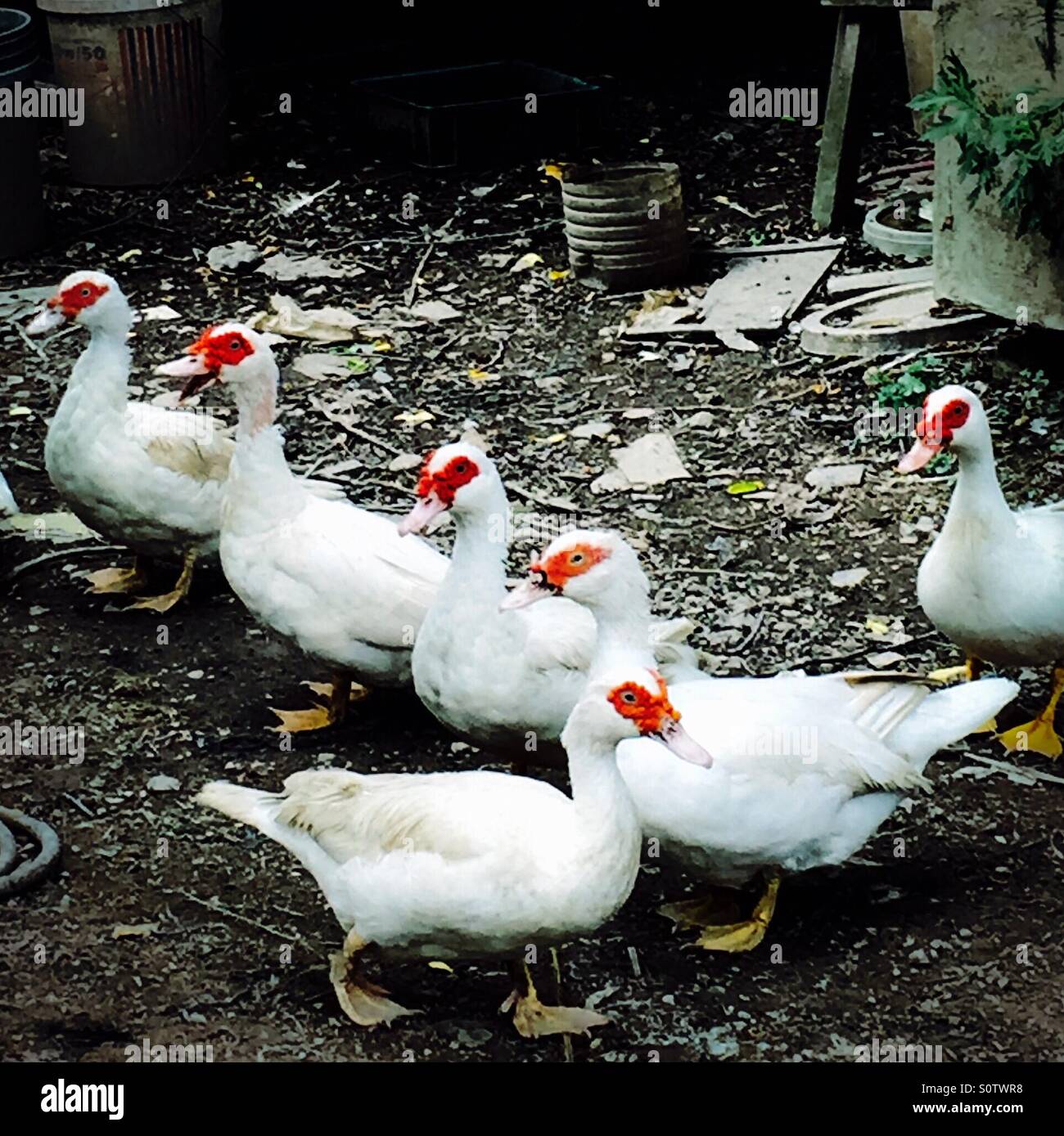 Patos obteniendo en línea en Muar, Malasia Foto de stock