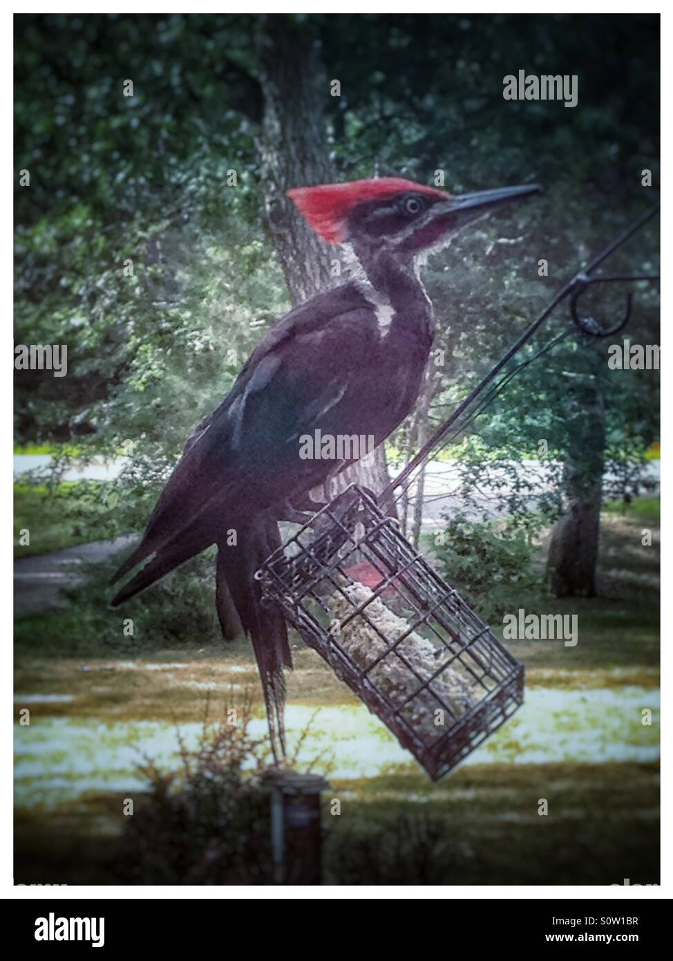 Pileated Woodpecker en un alimentador de sebo Foto de stock
