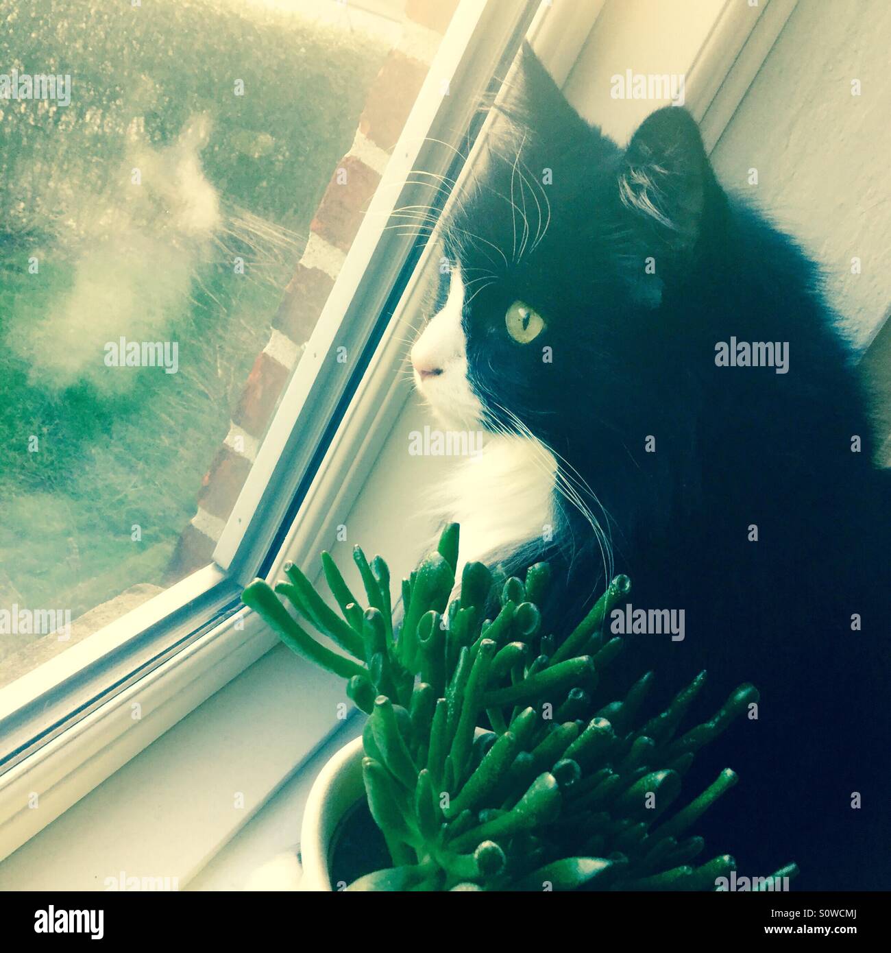 Un gato buscando fuera de una ventana. Foto de stock