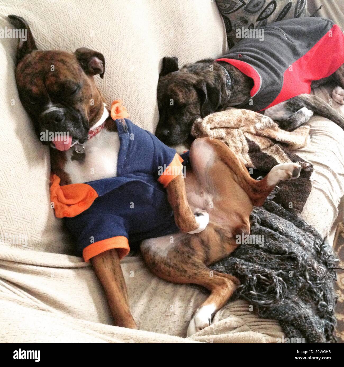 Gracioso perros durmiendo en chaquetas Foto de stock