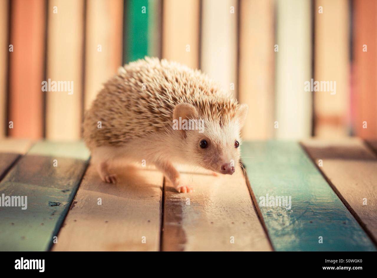 Cute hegdehog en vintage antecedentes Foto de stock