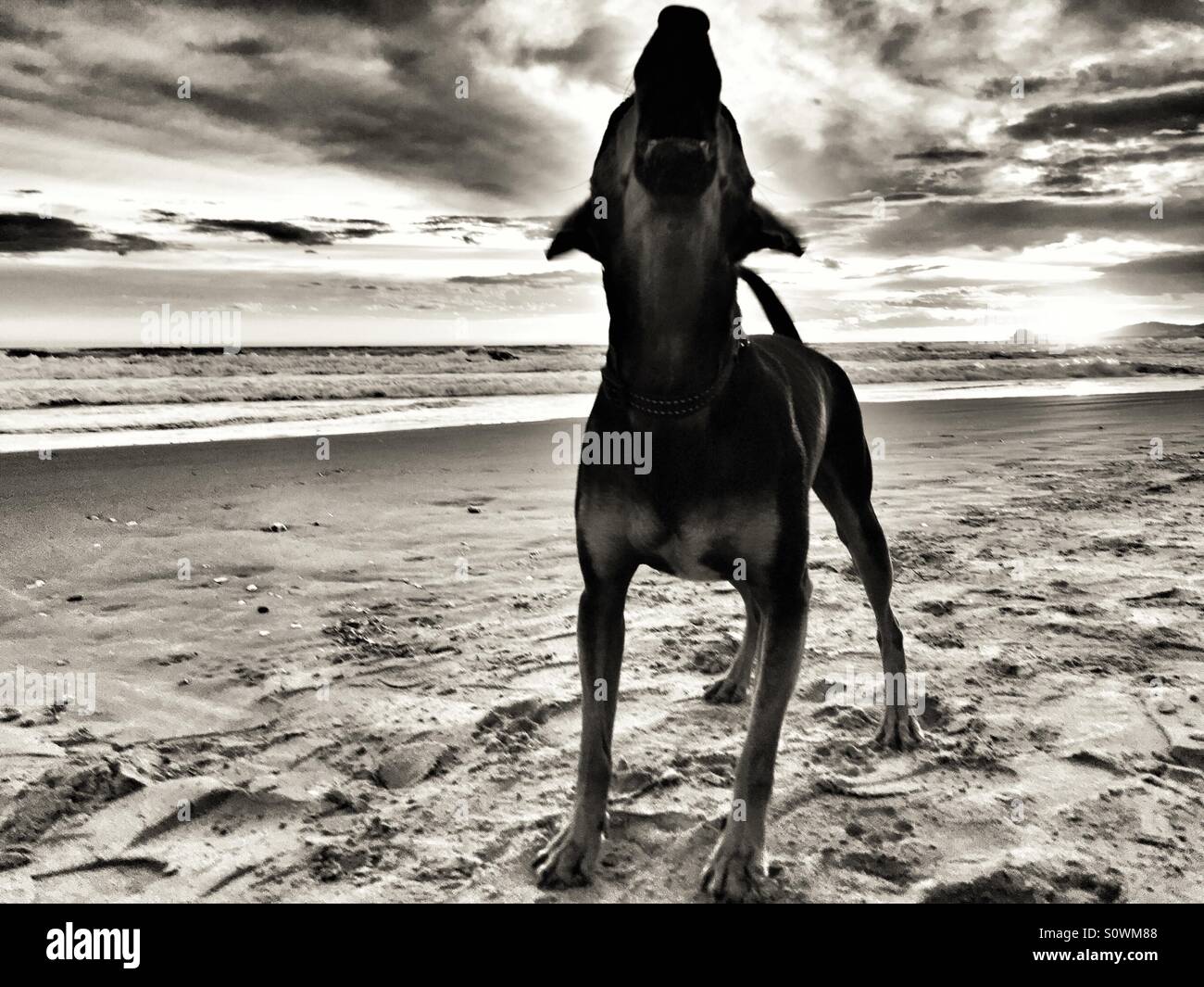 Perro ladrando en la playa Foto de stock