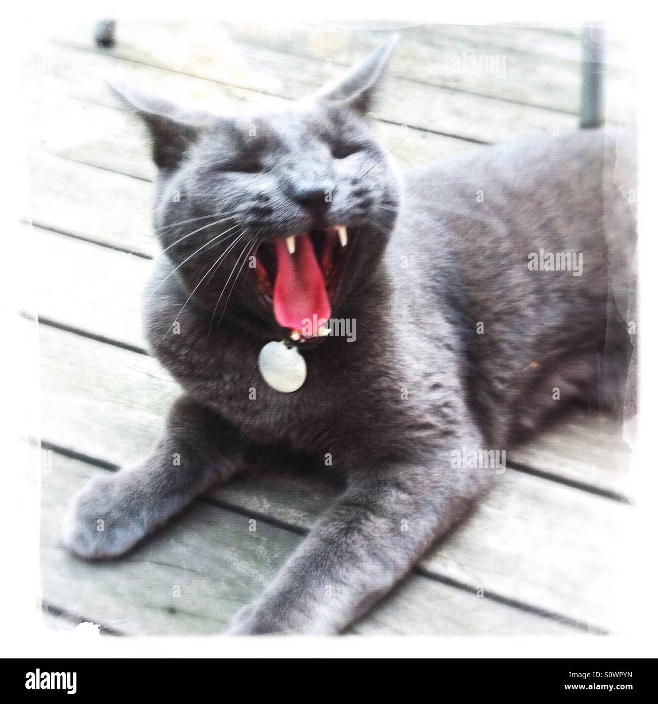 Bostezo gato gris baring colmillos y la lengua. Foto de stock