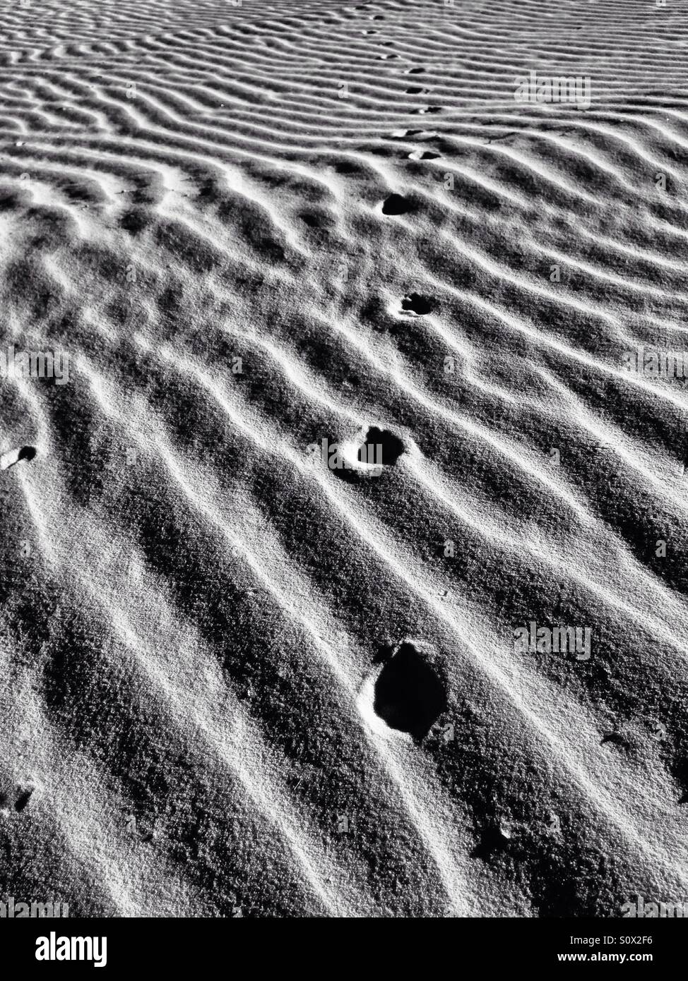 Fox pistas en una duna ondulada Foto de stock
