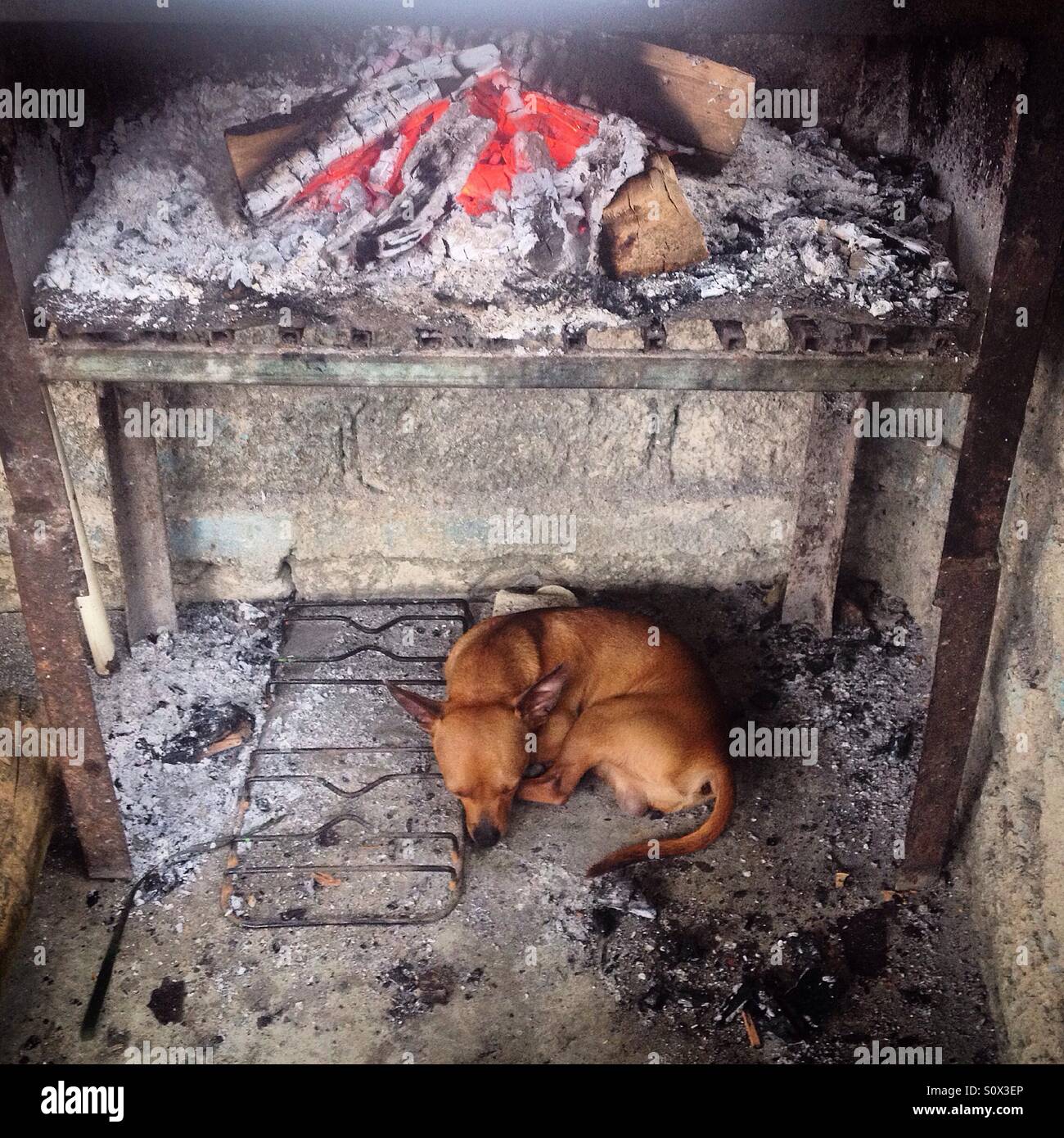 Un chihuahua perro durmiendo bajo un fuego en San Isidro granja orgánica en  Cuxtepec, Chiapas, México Fotografía de stock - Alamy