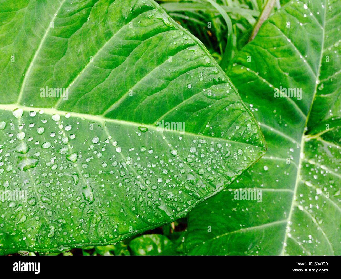 Grandes hojas fotografías e imágenes de alta resolución Alamy