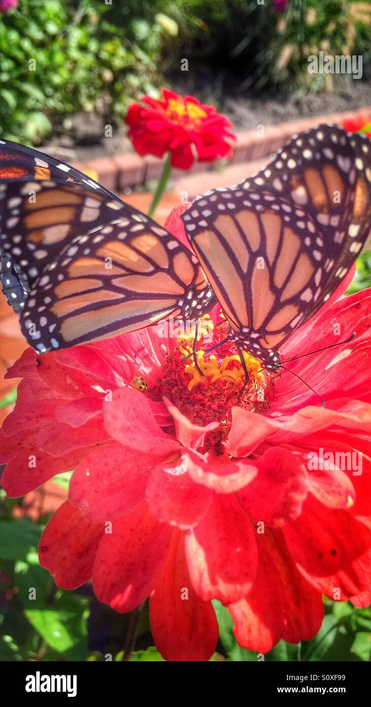 Dos mariposas monarca en una flor Foto de stock