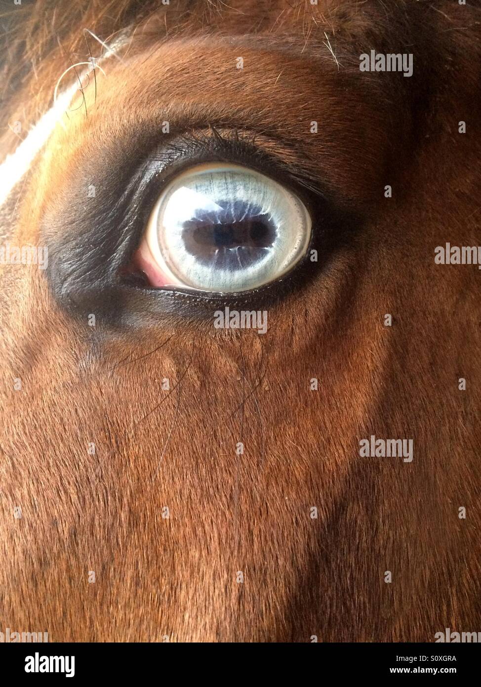 Ojo de un caballo azul Foto de stock