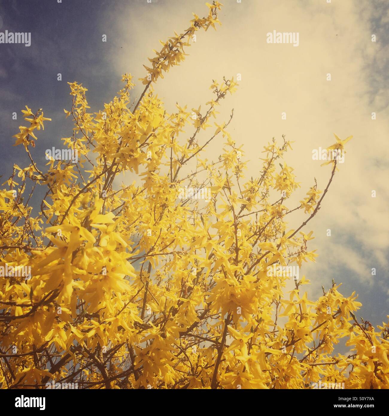 Ramitas De Las Pequeñas Flores Secas Blancas De La Primavera En Fondo Negro  En Estilo Del Vintage Día Del ` S De La Madre De Pasc Imagen de archivo -  Imagen de