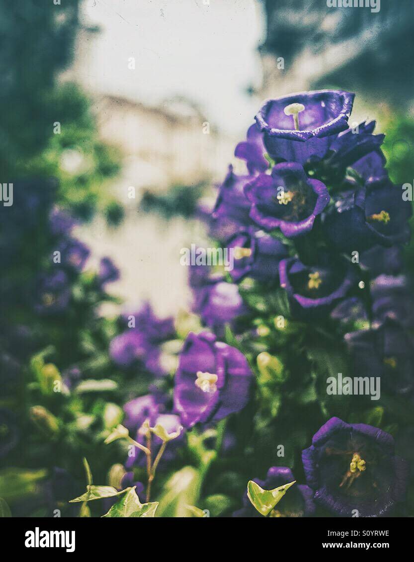 Flores violetas Foto de stock