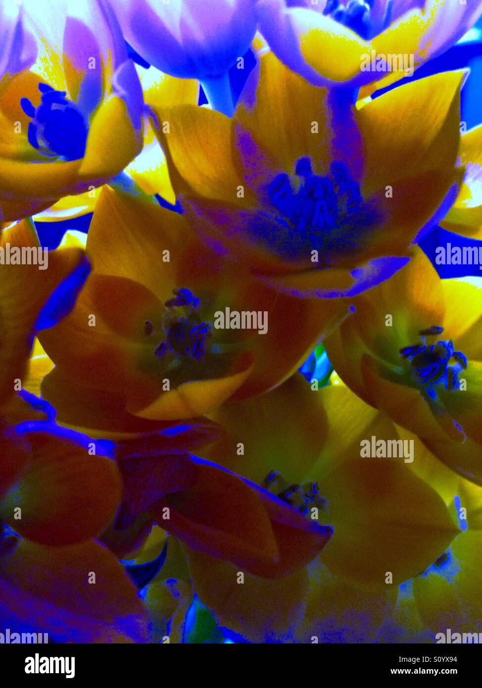 Sun Star florece en azul eléctrico, Ornithogalum dubium Foto de stock