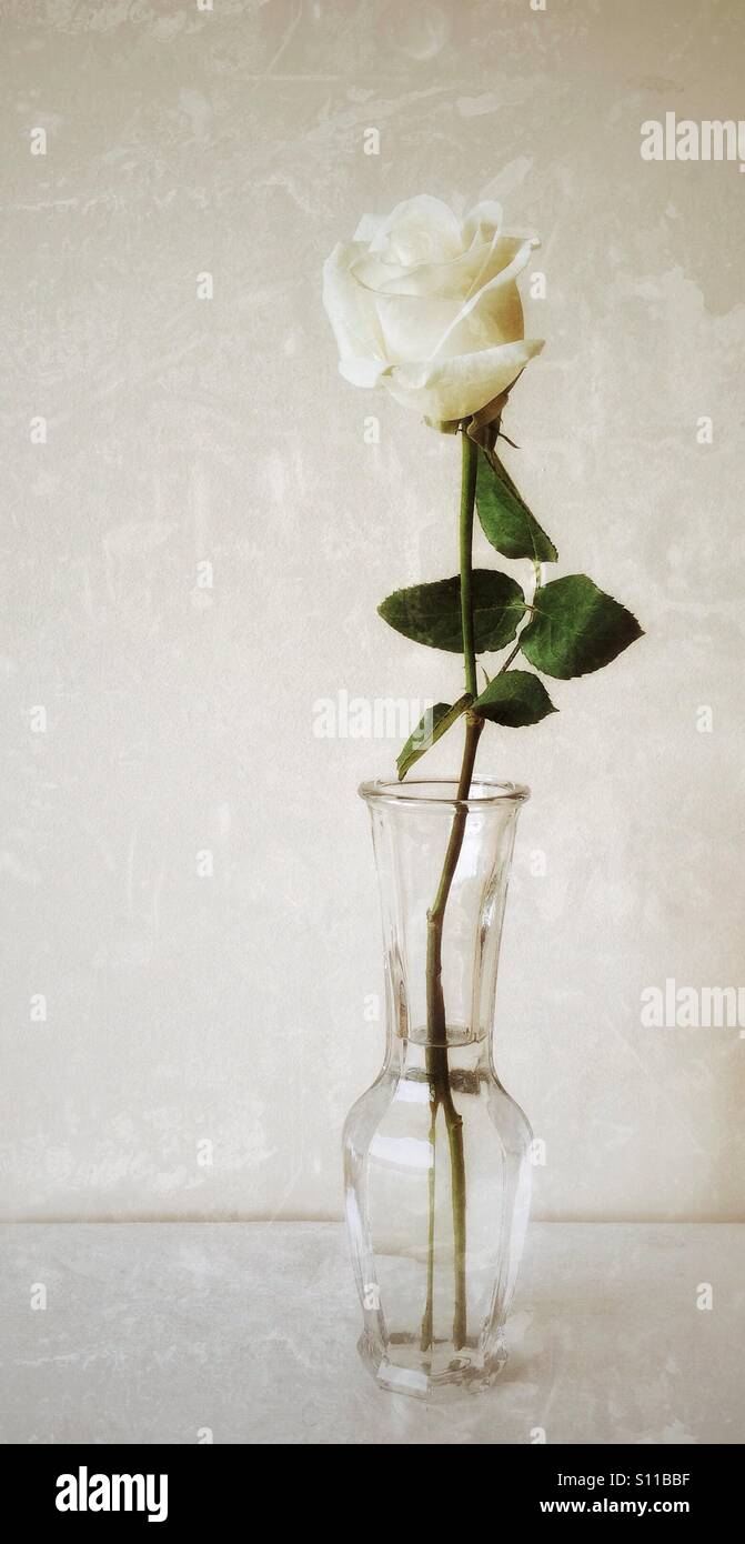 Una sola rosa blanca en un florero, con fondo de textura Fotografía de  stock - Alamy