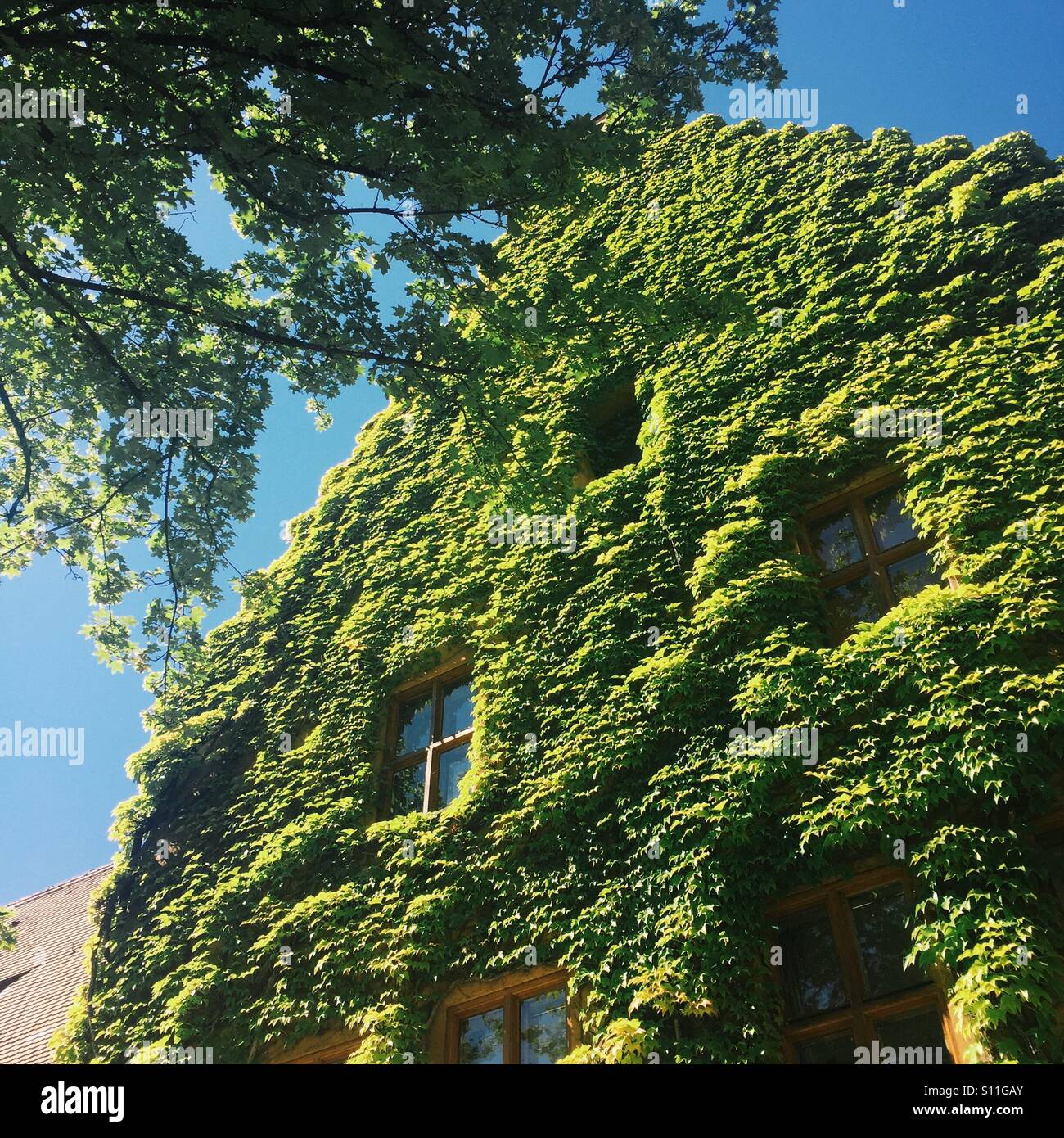 Casa llena de vides y hojas en Fuggerei, Augsburg Alemania Foto de stock