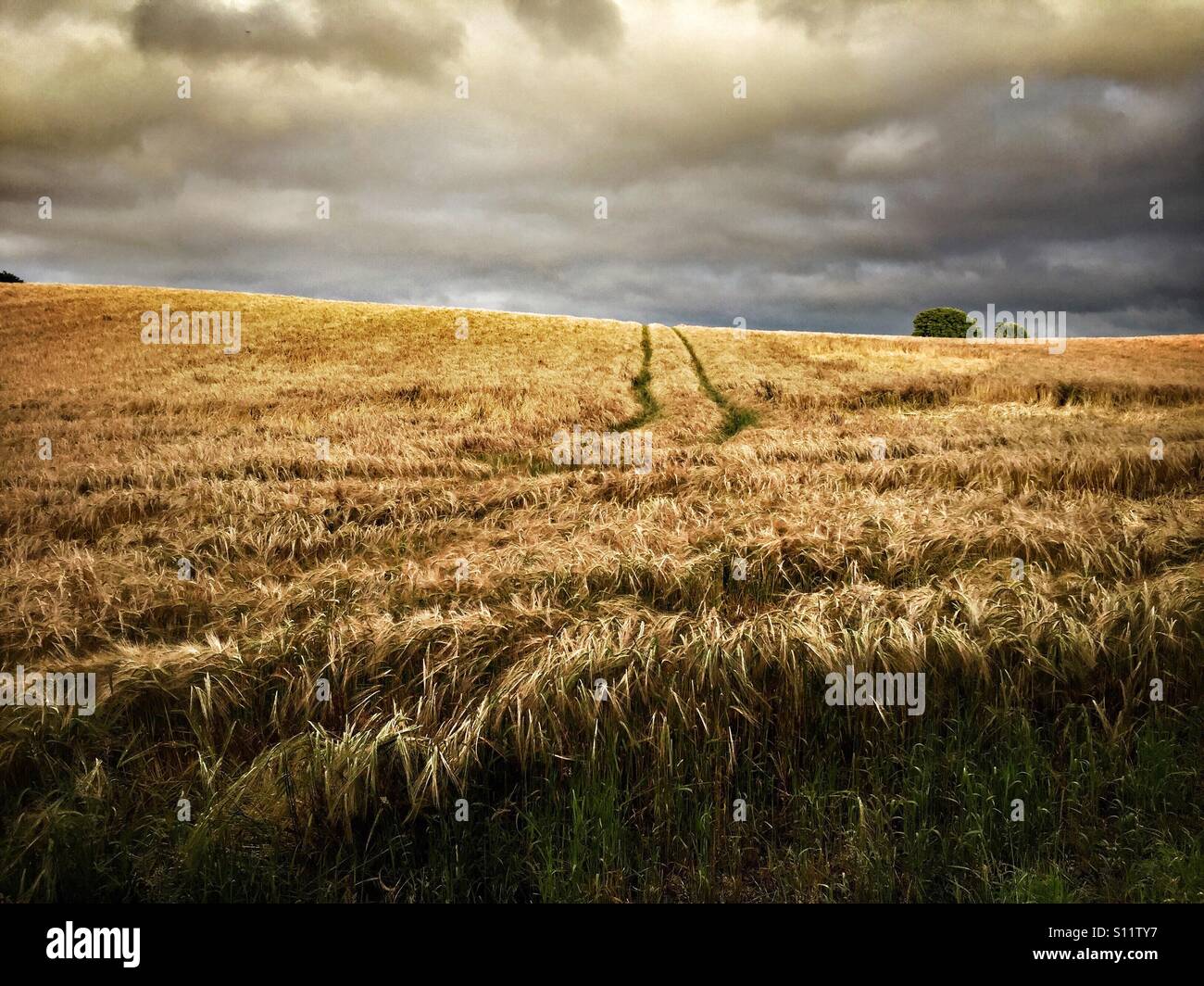 Se cultiva trigo en un campo en Hampshire, en el sudeste de Inglaterra. Foto de stock