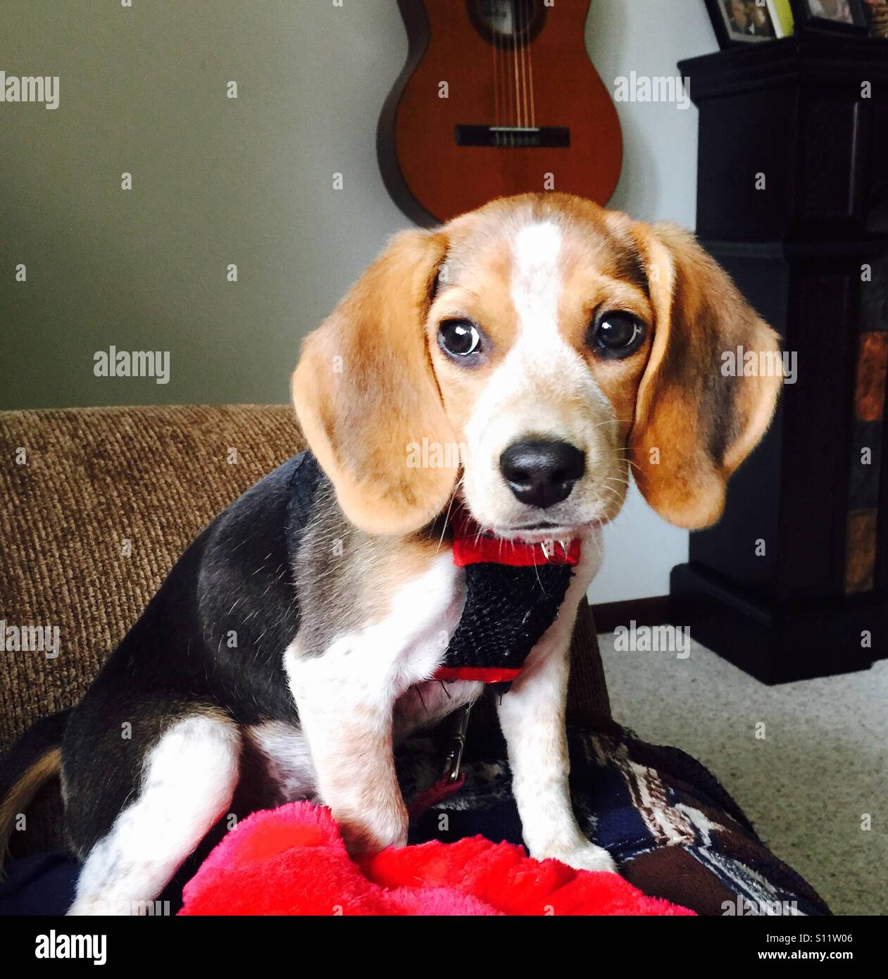 Beagle De Bebe Fotografia De Stock Alamy Beagle De Bebe Fotografia De Stock Alamy