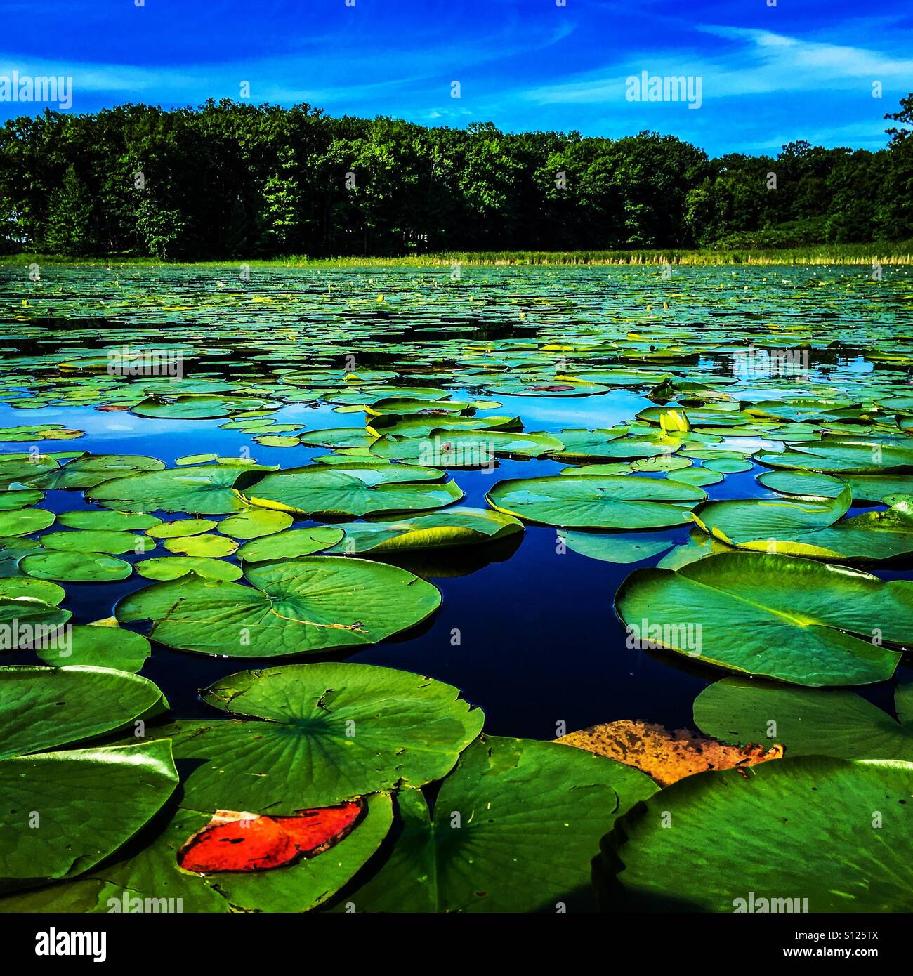 Lilli almohadillas en un lago de Minnesota Foto de stock