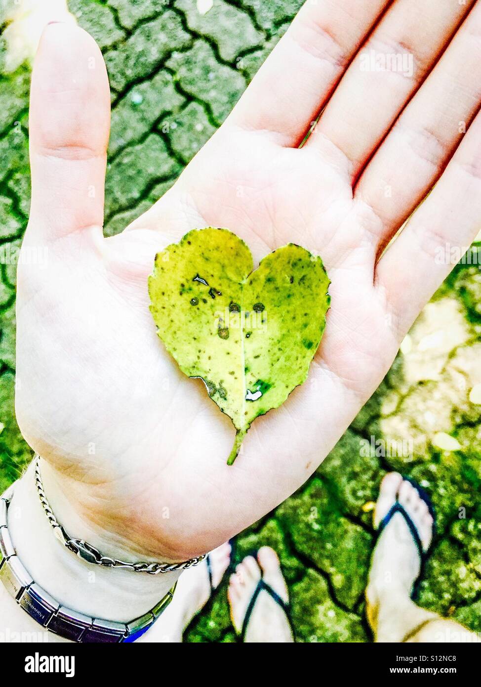 Mano sujetando verde hoja en forma de corazón. Foto de stock
