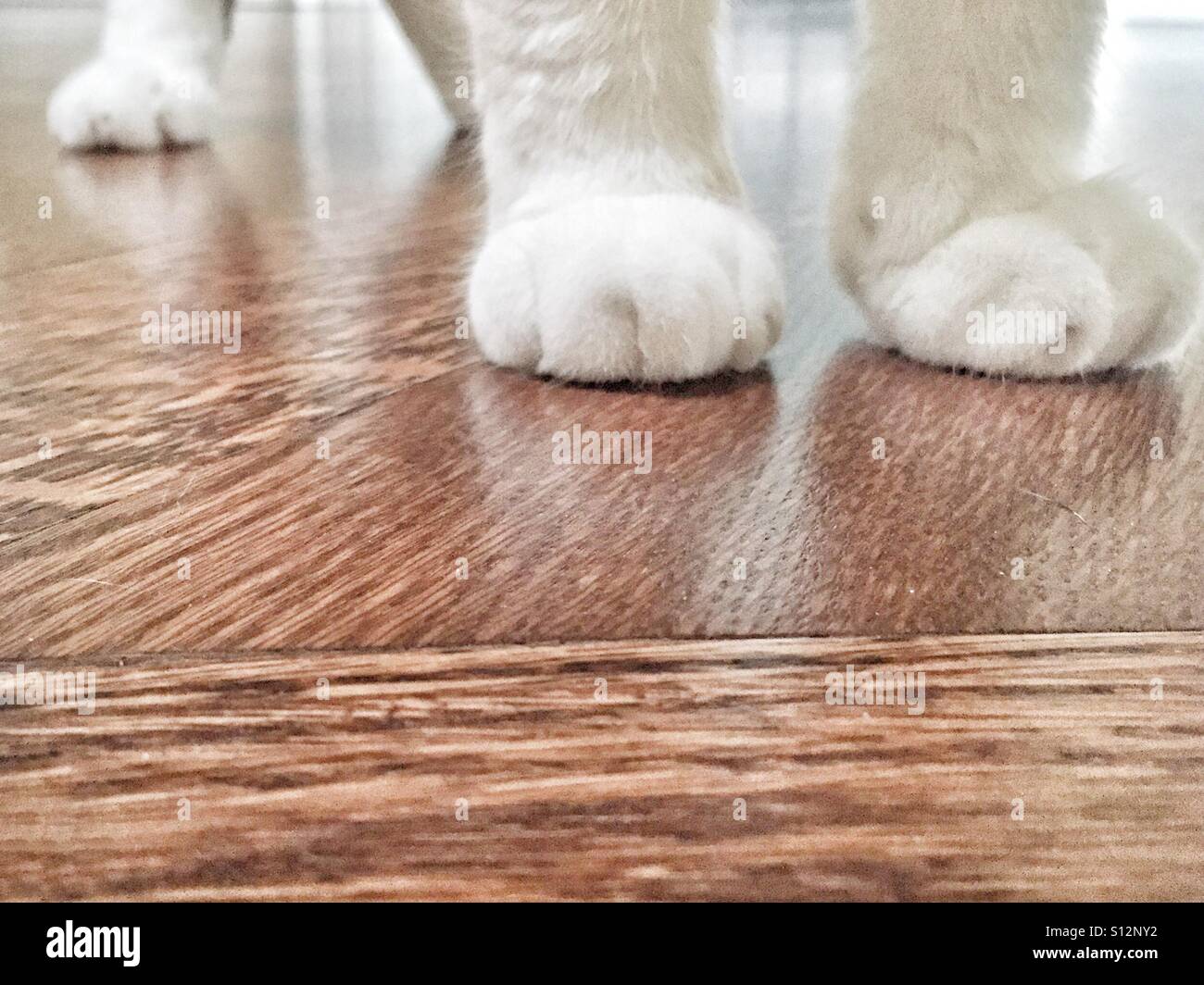 Cuatro patas de gato blanco perfecto sobre el suelo de roble de madera Foto de stock