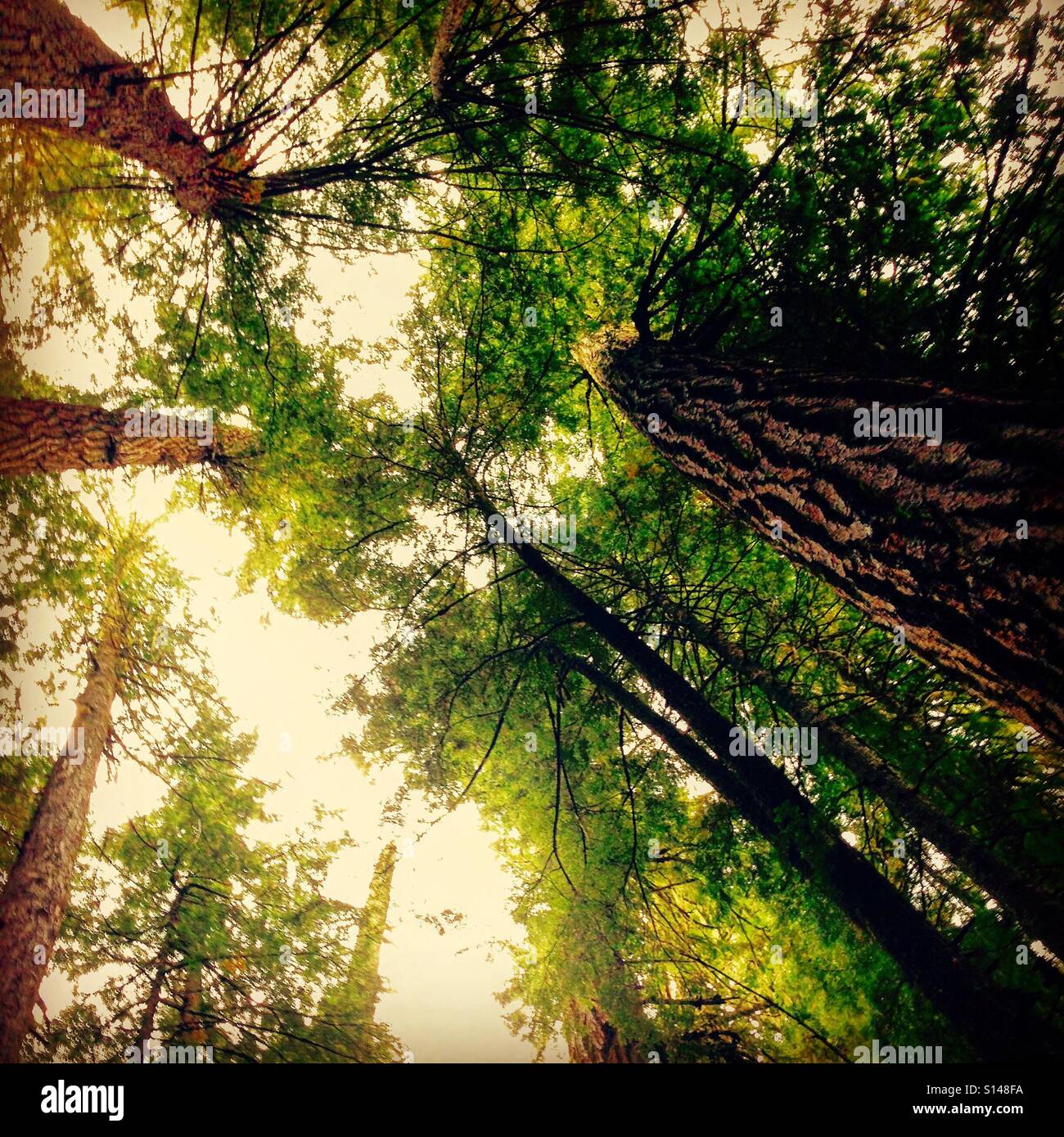 Árboles en el bosque de verano en Canadá Foto de stock