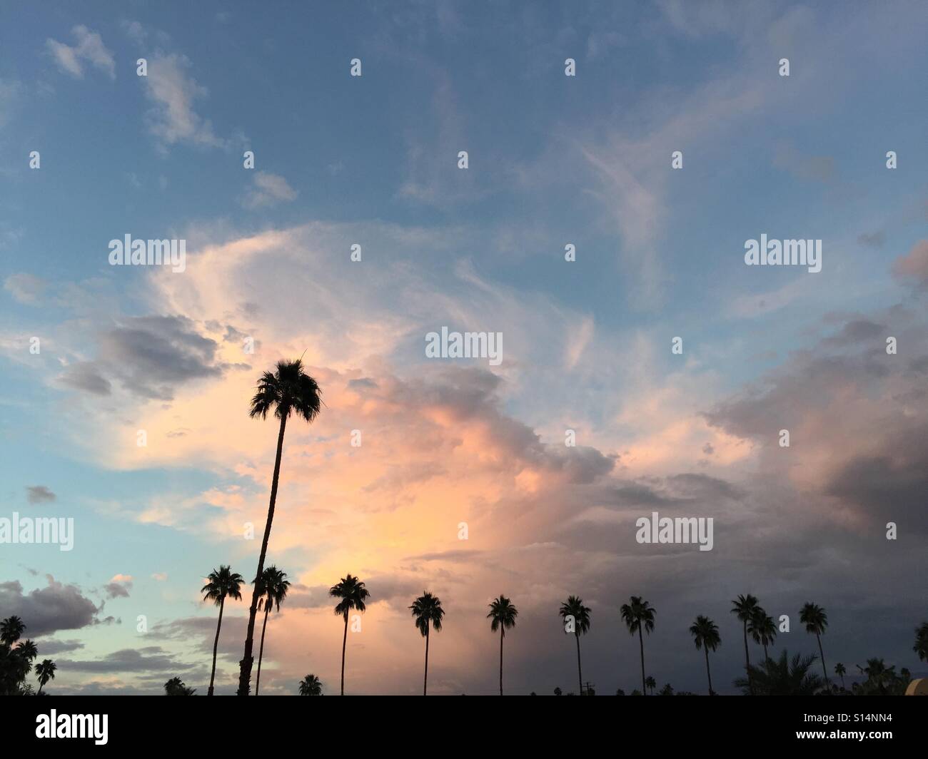 Palmy sunset Foto de stock