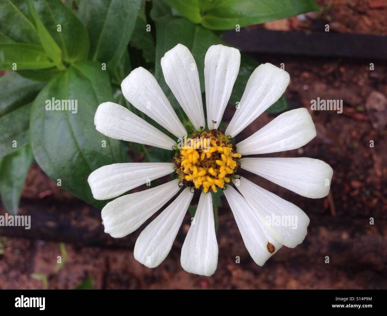 Flor Blanca, la belleza de la naturaleza Foto de stock