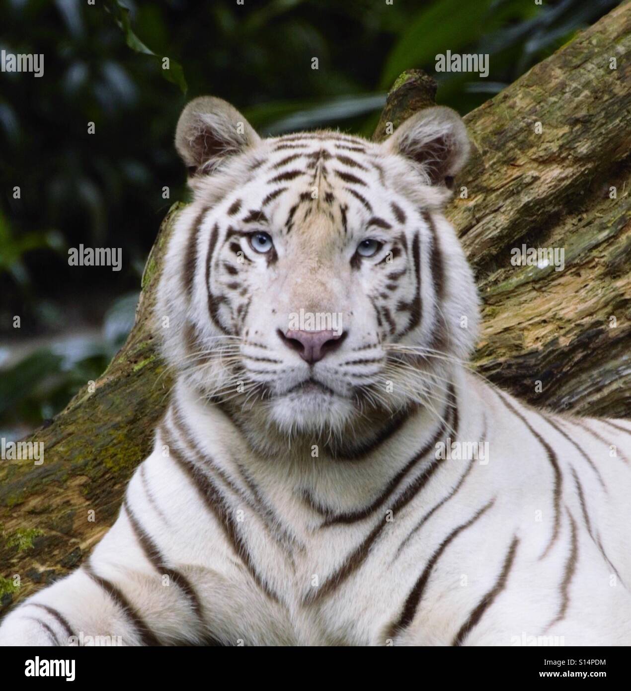 Mirar a los ojos. Coger el azul intenso de los ojos de un tigre blanco. Foto de stock