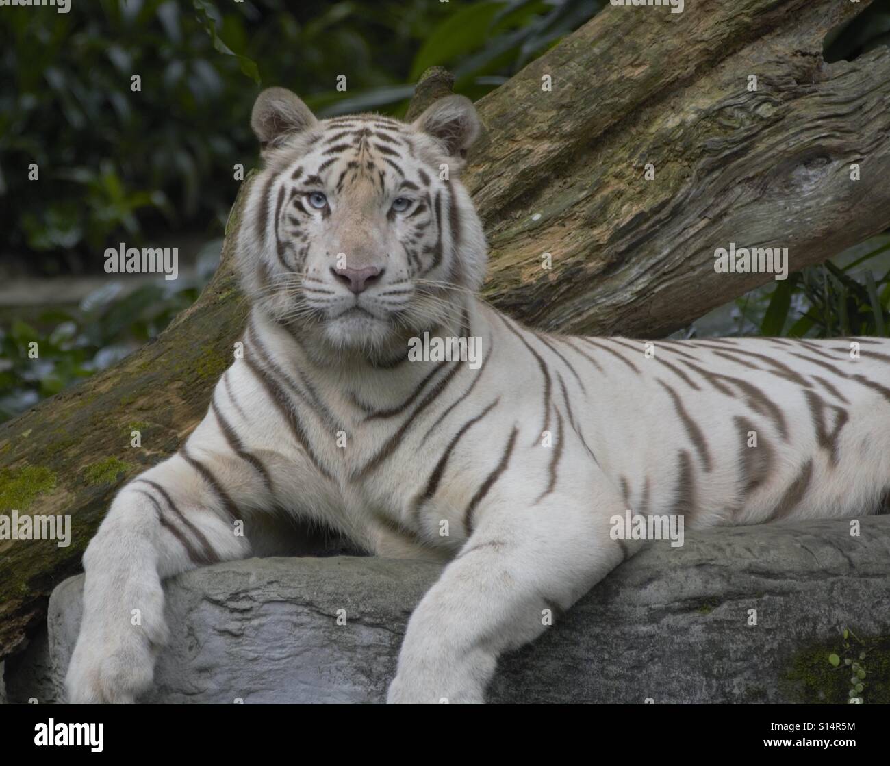 Un apacible tigre blanco me corrige en su acerada mirada de ojos azules. Foto de stock