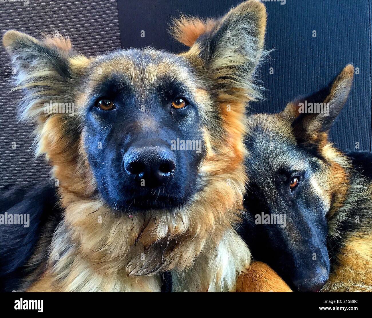 Cachorros gsd fotografías e imágenes de alta resolución - Alamy