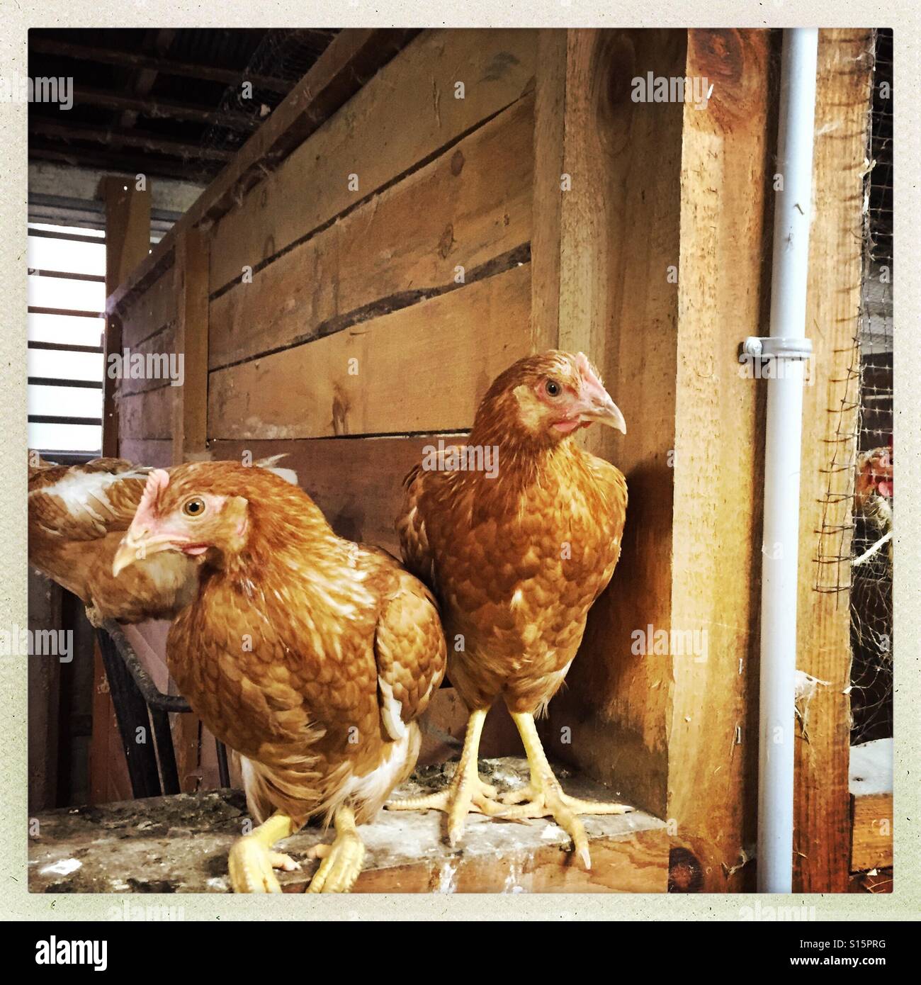 Los pollos en un granero. Foto de stock